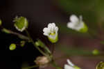 Appalachian stitchwort